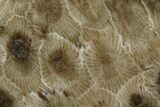 Polished Petoskey Stone (Fossil Coral) - Michigan #131068-1